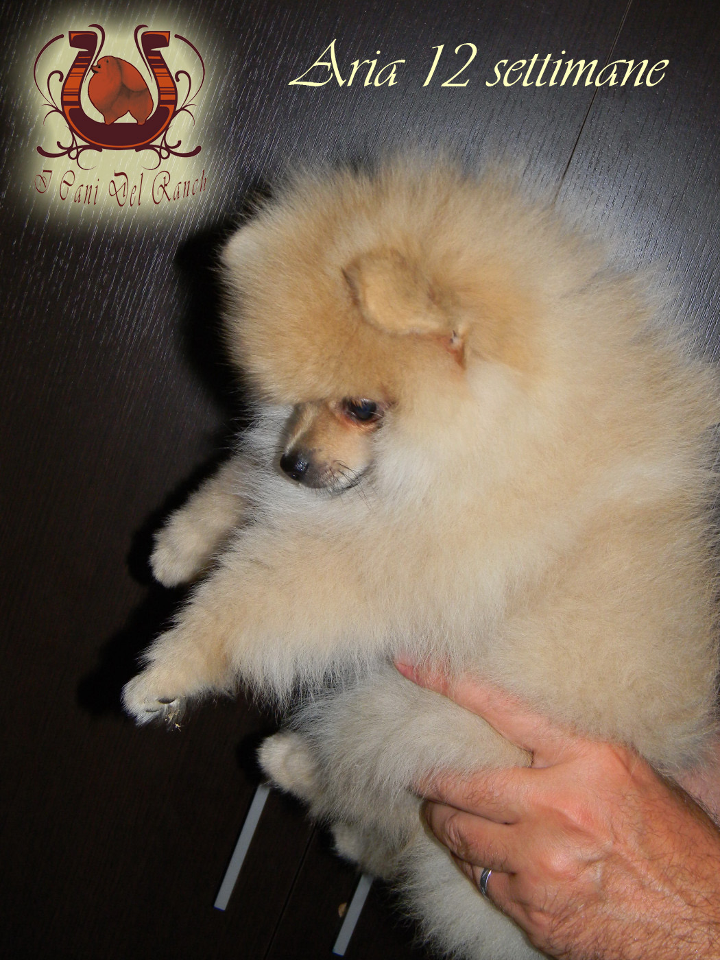 Cucciolo di volpino di pomerania, I Cani del Ranch